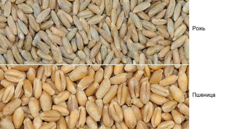 Similarities and differences between wheat and rye in appearance, composition and use