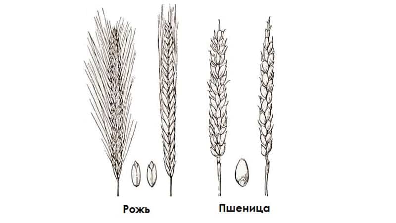 Similarities and differences between wheat and rye in appearance, composition and use