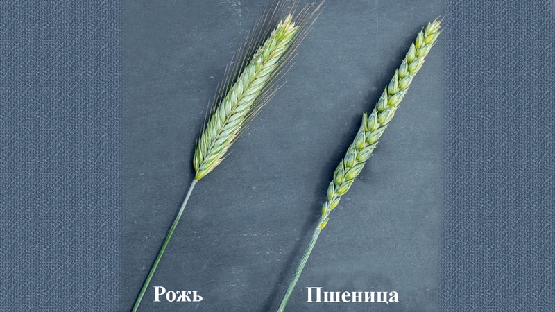 Similarities and differences between wheat and rye in appearance, composition and use