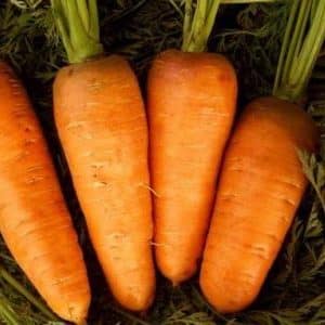 Growing carrots in the middle zone: a review of the best varieties