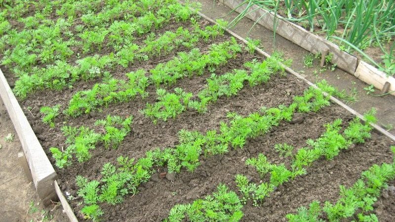 Growing carrots in the middle zone: a review of the best varieties