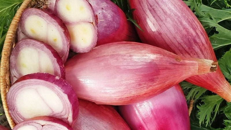 Growing and caring for shallots, photos of the harvest and secrets of agricultural technology