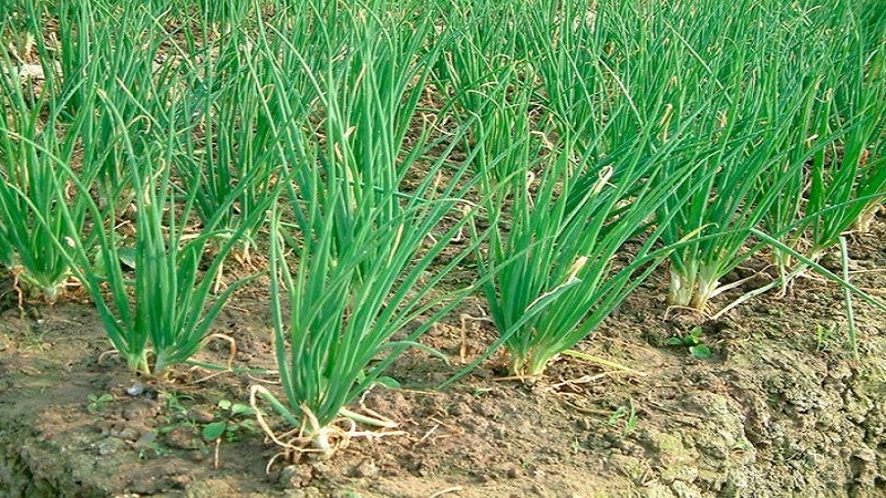 Growing and caring for shallots, photos of the harvest and secrets of agricultural technology