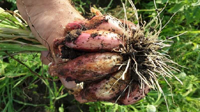 Growing and caring for shallots, photos of the harvest and secrets of agricultural technology
