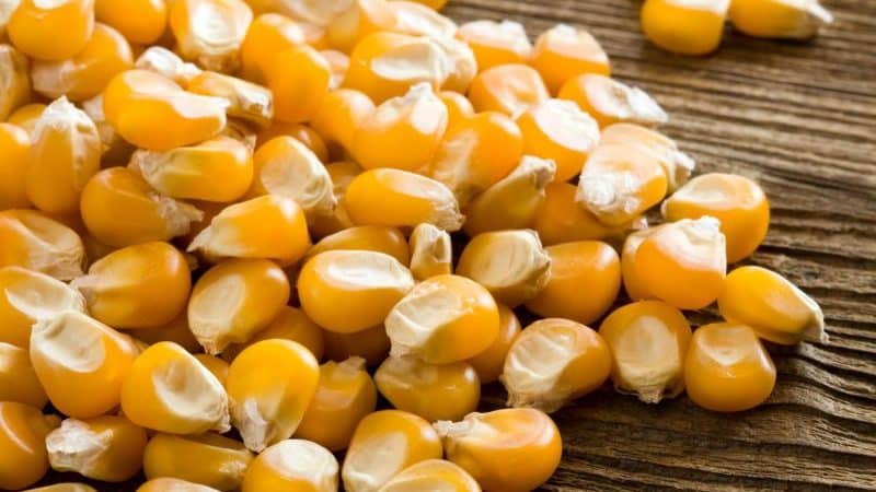 How corn is dried on an industrial scale and how to dry it at home