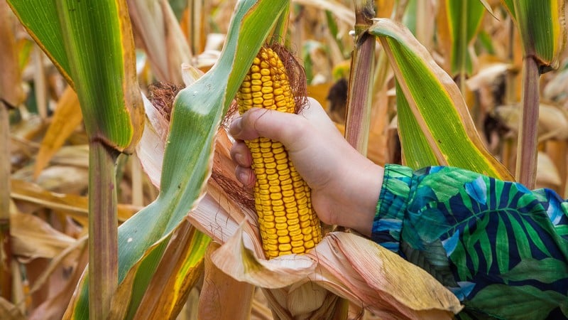 How corn is dried on an industrial scale and how to dry it at home