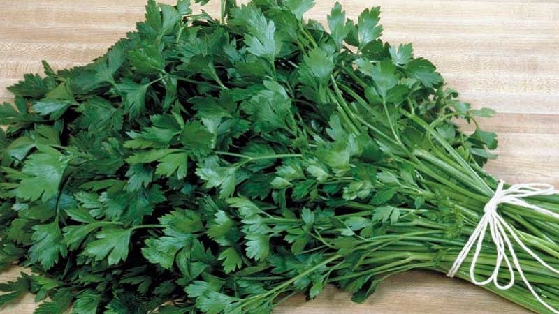 Is it possible to store parsley in the freezer: how to freeze it properly for the winter