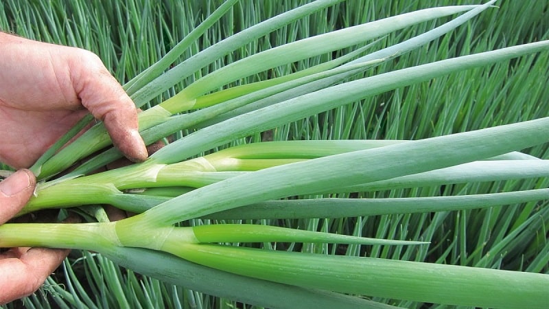 How to properly grow onion: planting and care in open ground