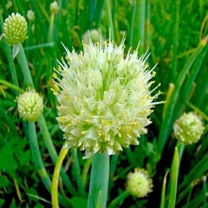 How to properly grow onion: planting and care in open ground