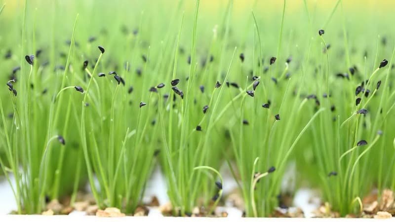 How to properly grow onion: planting and care in open ground