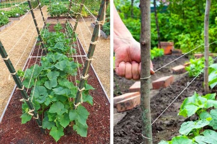 Step-by-step instructions for beginner gardeners: how to tie cucumbers correctly, the best ways