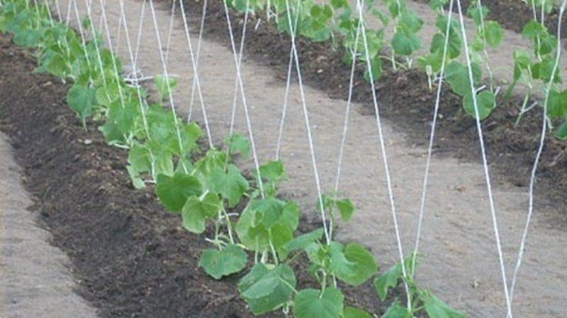 Step-by-step instructions for beginner gardeners: how to tie cucumbers correctly, the best ways