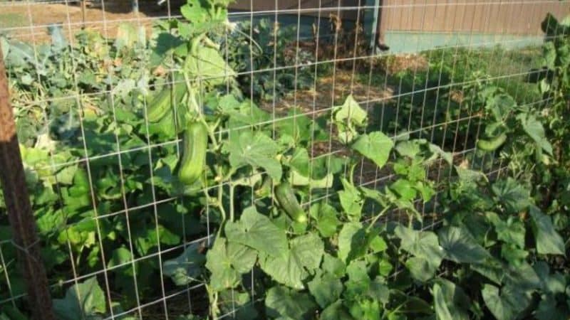 How to properly trim the leaves of cucumbers in a greenhouse and is it necessary to do so?