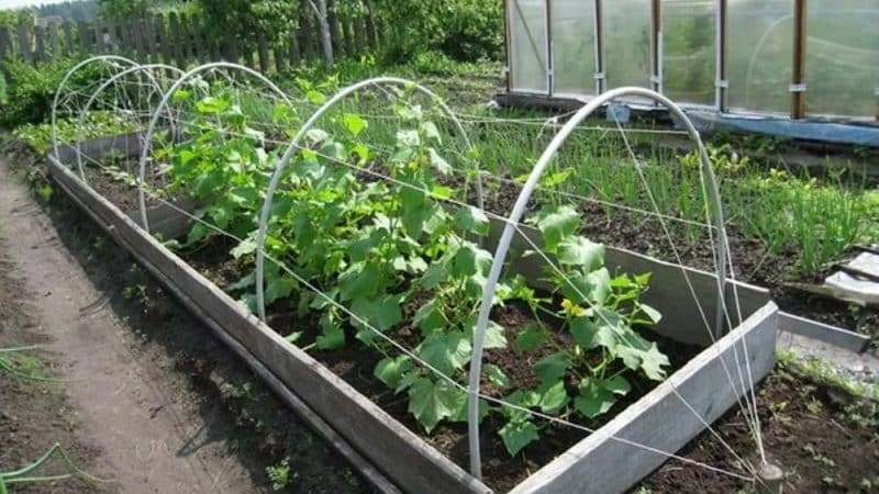 Step-by-step instructions for beginner gardeners: how to tie cucumbers correctly, the best ways