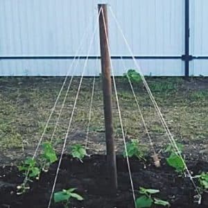 Step-by-step instructions for beginner gardeners: how to tie cucumbers correctly, the best ways
