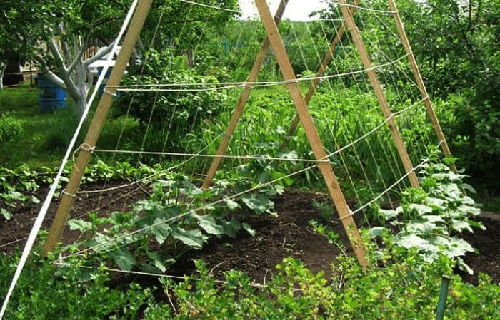 Step-by-step instructions for beginner gardeners: how to tie cucumbers correctly, the best ways