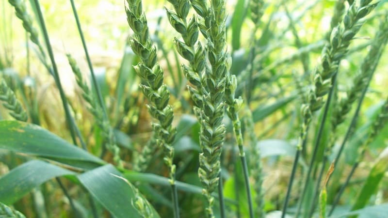 What is spelled wheat and why is this grain good?