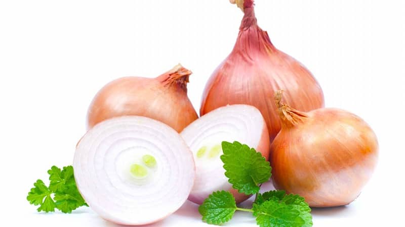 How to properly prepare and use onions with honey for coughs