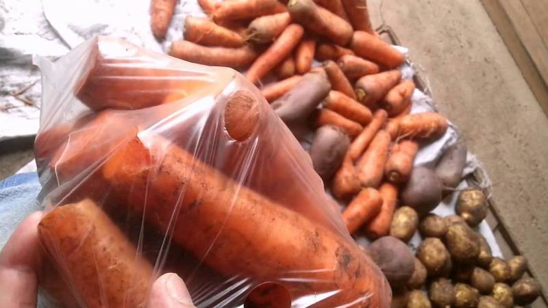Shelf life of carrots in the refrigerator and how to do it correctly
