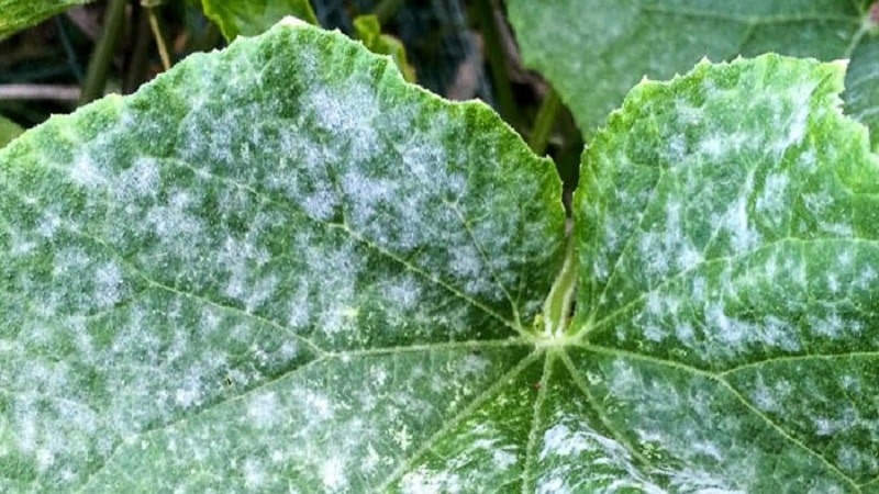 7 main reasons for white plaque on cucumbers and leaves