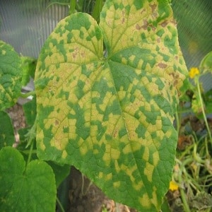 7 main reasons for white plaque on cucumbers and leaves