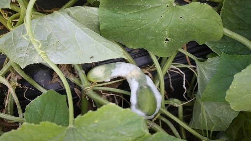 7 main reasons for white plaque on cucumbers and leaves