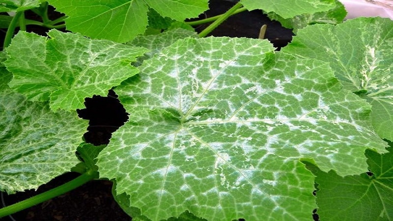 7 main reasons for white plaque on cucumbers and leaves