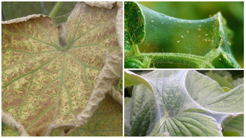 7 main reasons for white plaque on cucumbers and leaves