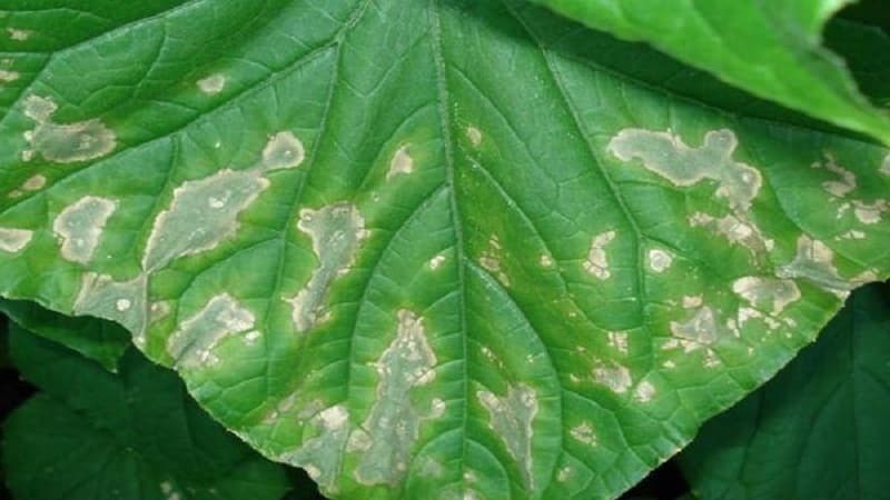 7 main reasons for white plaque on cucumbers and leaves