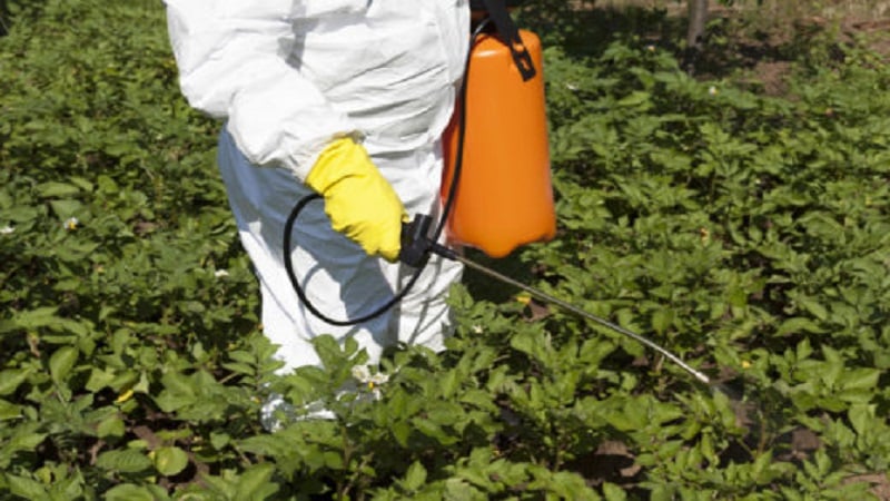 How to get rid of weeds on potatoes using Lapis lazuli or its analogues