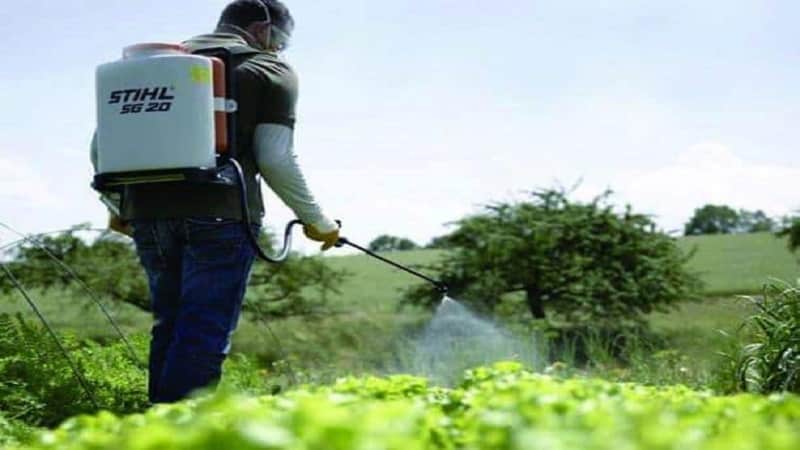 How to get rid of weeds on potatoes using Lapis lazuli or its analogues