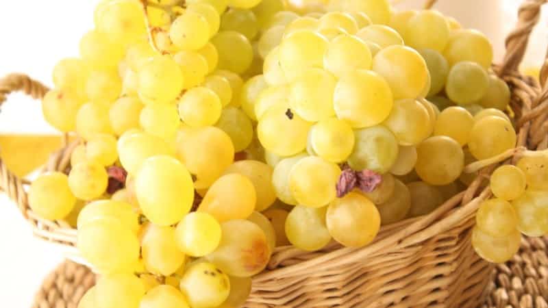 We prepare amazing sauerkraut with grapes according to the best recipes