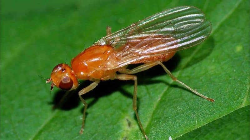 Why are carrot flies dangerous and how to effectively deal with them?