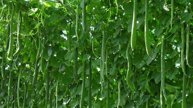 The best varieties of Chinese cucumbers: description and photo