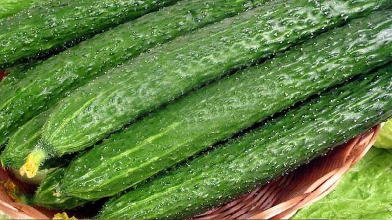The best varieties of Chinese cucumbers: description and photo