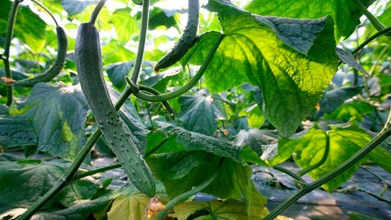 The best varieties of Chinese cucumbers: description and photo