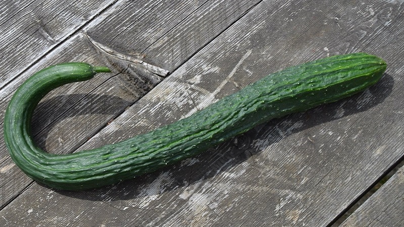 The best varieties of Chinese cucumbers: description and photo