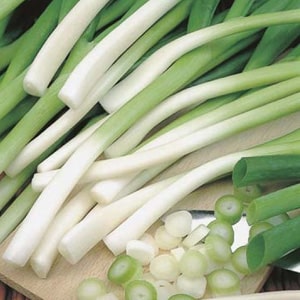 How to get a rich harvest of onion: cultivation and care, photo of the vegetable