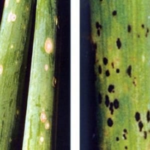 How to get a rich harvest of onion: cultivation and care, photo of the vegetable