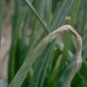 How to get a rich harvest of onion: cultivation and care, photo of the vegetable