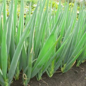 How to get a rich harvest of onion: cultivation and care, photo of the vegetable