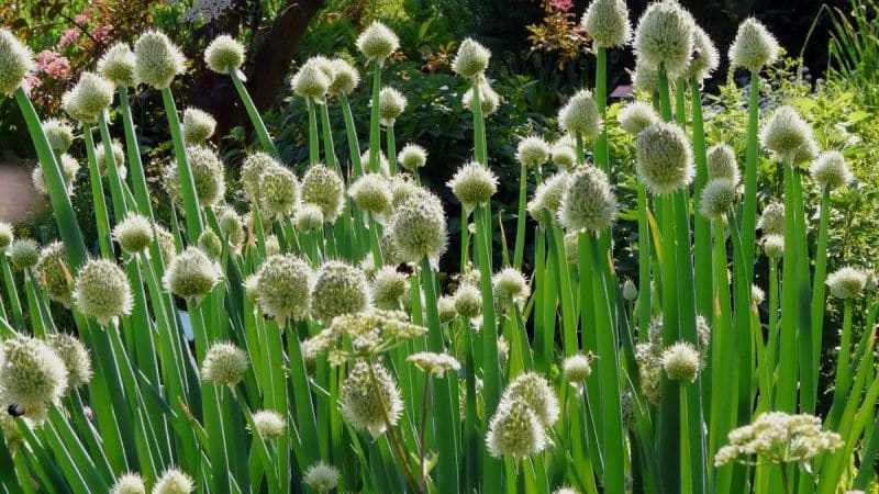 How to get a rich harvest of onion: cultivation and care, photo of the vegetable