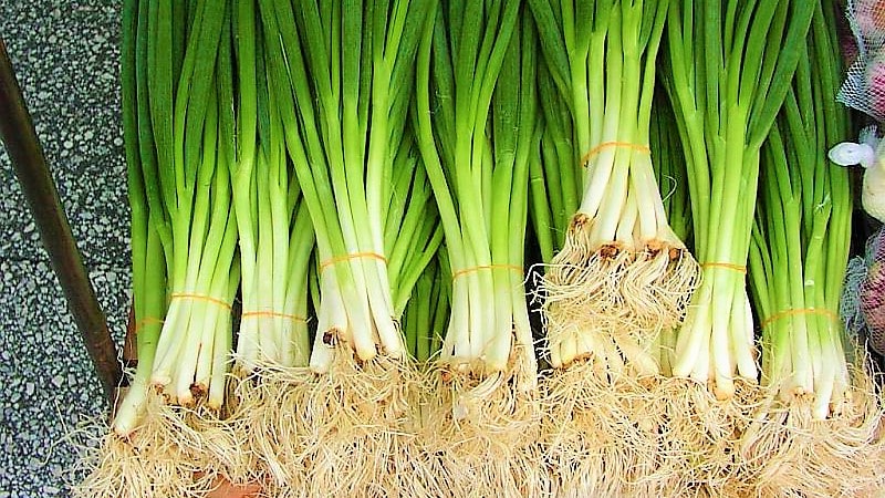 How to get a rich harvest of onion: cultivation and care, photo of the vegetable