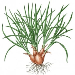 A guide to growing and caring for heirloom onions for beginning gardeners