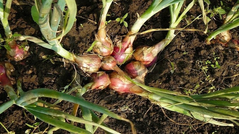 A guide to growing and caring for heirloom onions for beginning gardeners