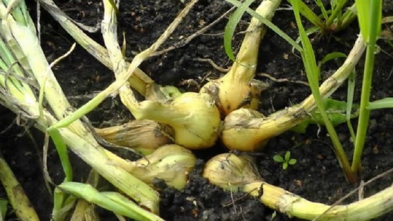 A guide to growing and caring for heirloom onions for beginning gardeners