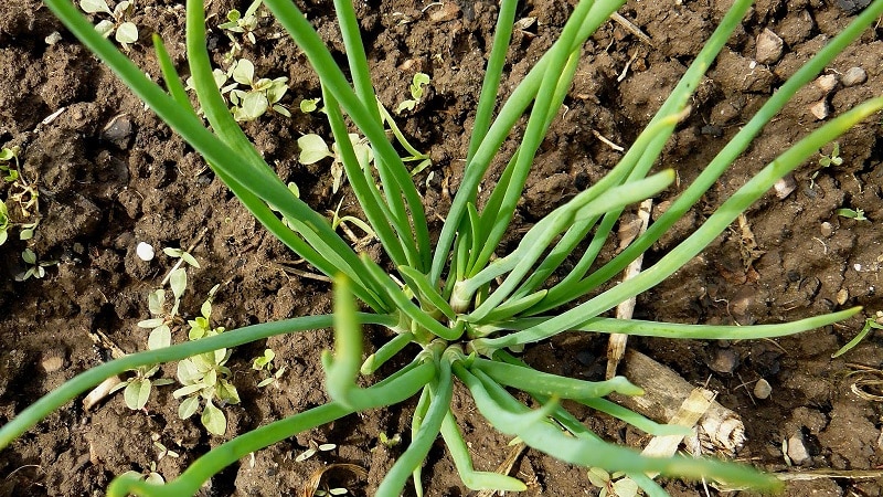 A guide to growing and caring for heirloom onions for beginning gardeners