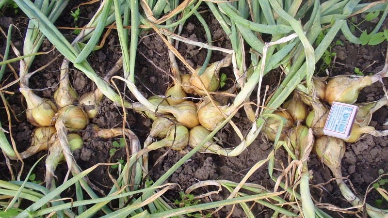A guide to growing and caring for heirloom onions for beginning gardeners