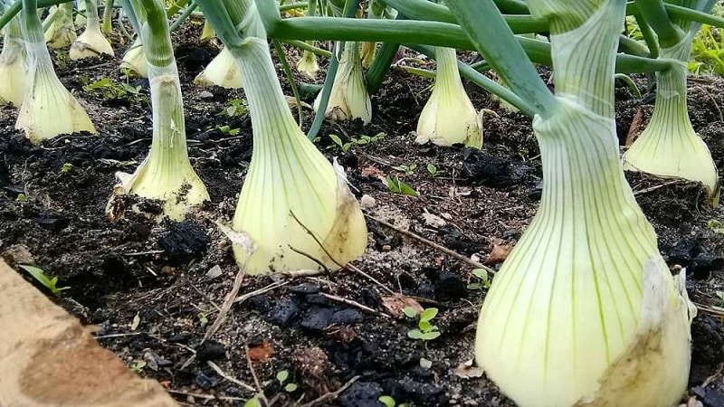 Step-by-step guide to growing Exhibition onions through seedlings