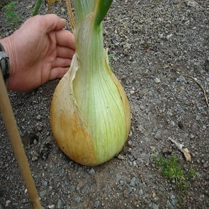 Step-by-step guide to growing Exhibition onions through seedlings